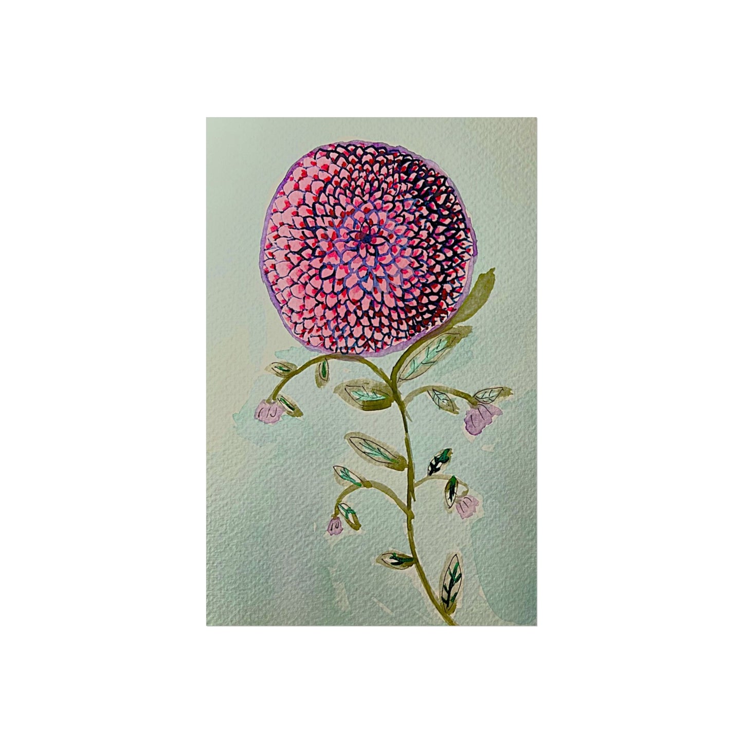 Pink Zinnia Giclée Fine Art Print