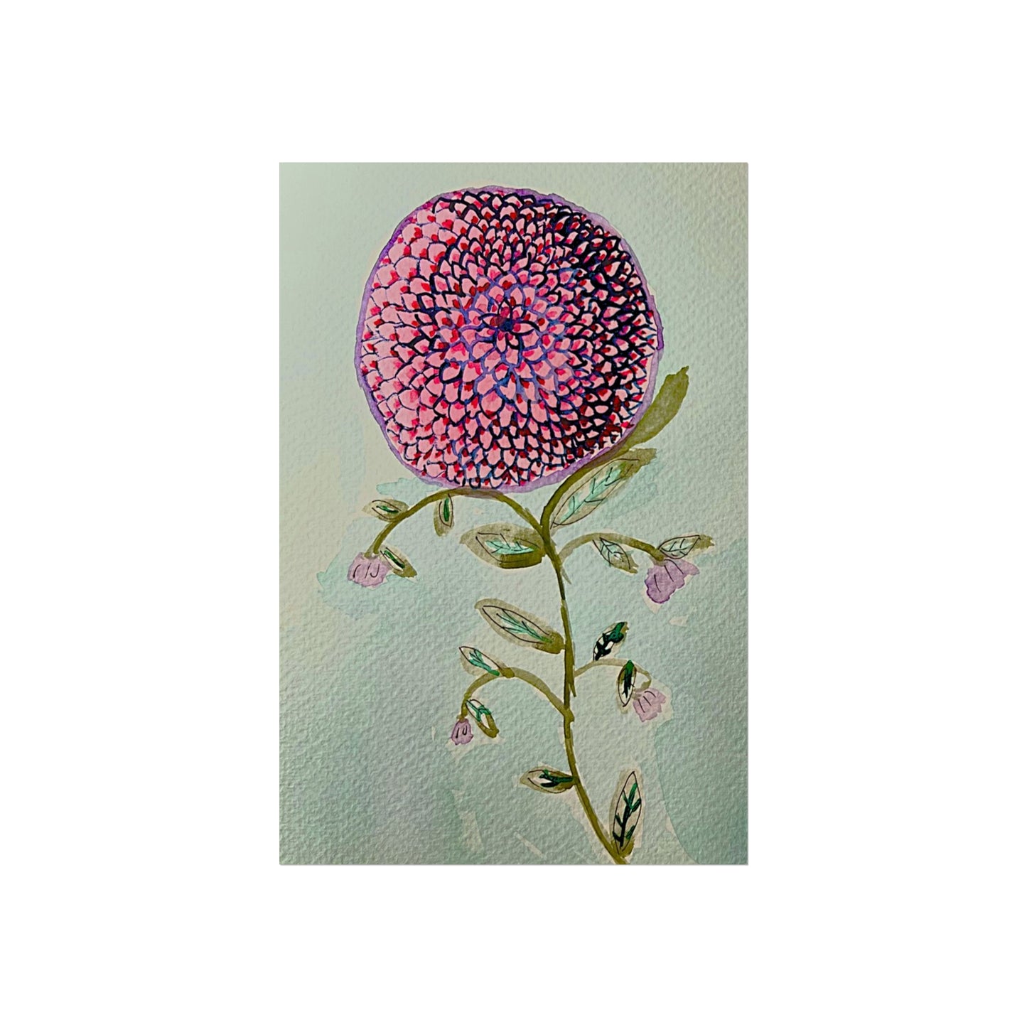 Pink Zinnia Giclée Fine Art Print