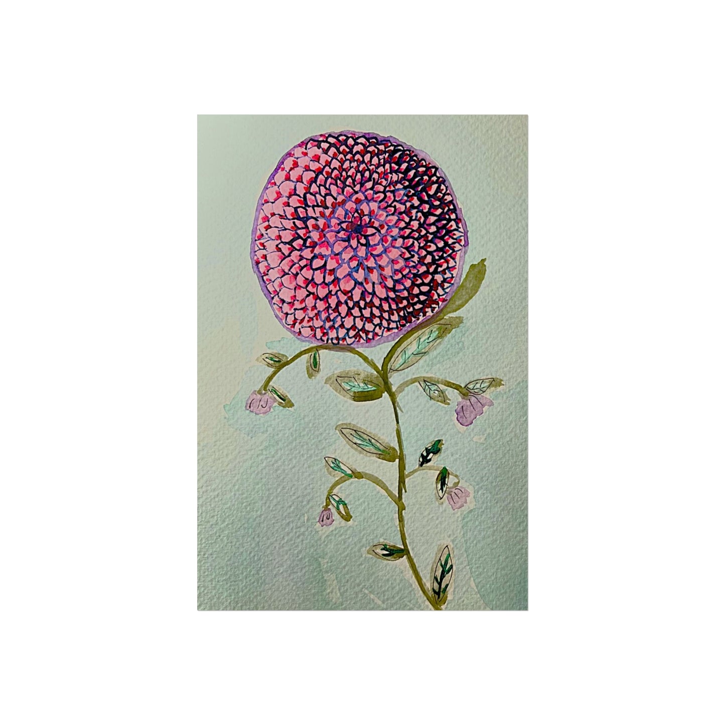 Pink Zinnia Giclée Fine Art Print